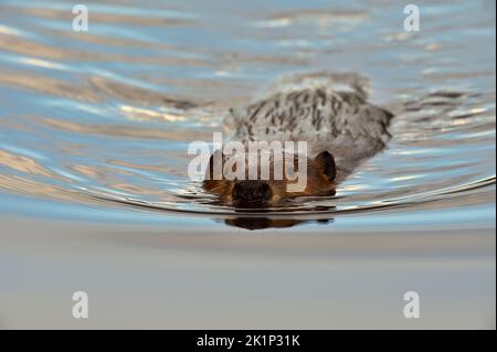 Ein wilder ausgewachsener Biber 'Castor canadensis', der im ruhigen Wasser seines Biberteiches schwimmt. Stockfoto