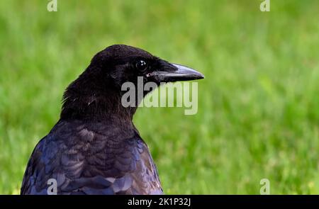 Ein Porträt einer jungen Krähe ' Corvus brachyrhynchos'; vor einem grasgrünen Hintergrund, Stockfoto