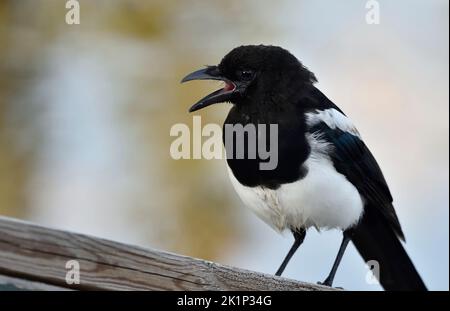 Ein wilder, juveniler Elster-Vogel „Pica pica“, der seine Eltern anzieht Stockfoto