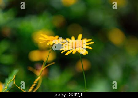 Nahaufnahme der Euryops pectinatus-Blüte in Matsu, Taiwan Stockfoto