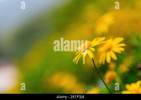 Nahaufnahme der Euryops pectinatus-Blüte in Matsu, Taiwan Stockfoto