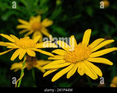 Nahaufnahme der Euryops pectinatus-Blüte in Matsu, Taiwan Stockfoto