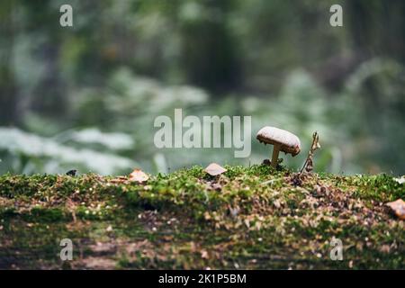 Wilder, ungenießbarer Pilz wächst im Wald bei Moskau auf einem Baum mit Moos. Vorderansicht. Stockfoto