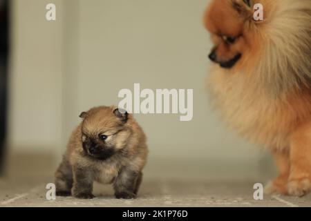 Pommern. Cute flauschig liebenswert Pommern und kleinen Welpen Stockfoto