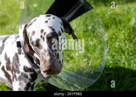 dalmatiner Hund trägt Elizabethan Kunststoff-Kegel medizinischen Kragen um den Hals für Anti-Biss Wundschutz auf grünem Gras Wiese.kranker Hund nach der Operation Stockfoto