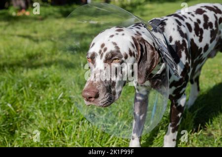 dalmatiner Hund trägt Elizabethan Kunststoff-Kegel medizinischen Kragen um den Hals für Anti-Biss Wundschutz auf grünem Gras Wiese.kranker Hund nach der Operation Stockfoto