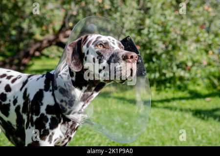 dalmatiner Hund trägt Elizabethan Kunststoff-Kegel medizinischen Kragen um den Hals für Anti-Biss Wundschutz auf grünem Gras Wiese.kranker Hund nach der Operation Stockfoto