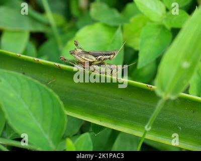 Zwei Grasshopper paaren auf Baumblättern mit natürlichem grünen Hintergrund, Schwarzes und grünes Muster von Insektenschädlingen in tropischen Gebieten Stockfoto