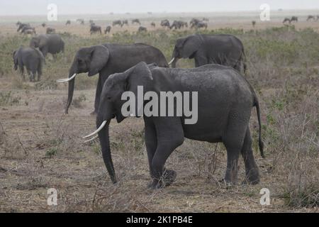 Amboseli, Kenia. 23. August 2022. Elefanten wandern im Morgengrauen durch den Amboseli National Park. Im Hintergrund ist eine Herde von Gnus zu sehen. Amboseli liegt südöstlich von Nairobi nicht weit von der kenianischen Grenze zu Tansania und ist vor allem für seine vielen Elefanten bekannt. Quelle: Steffen TRUMPF/dpa/Alamy Live News Stockfoto