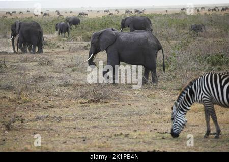 Amboseli, Kenia. 23. August 2022. Elefanten wandern im Morgengrauen durch den Amboseli National Park. Im Hintergrund ist eine Herde von Gnus zu sehen. Amboseli liegt südöstlich von Nairobi nicht weit von der kenianischen Grenze zu Tansania und ist vor allem für seine vielen Elefanten bekannt. Quelle: Steffen TRUMPF/dpa/Alamy Live News Stockfoto