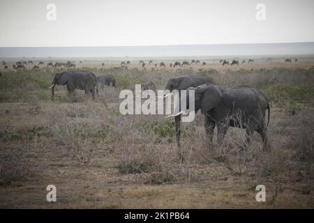 Amboseli, Kenia. 23. August 2022. Elefanten wandern im Morgengrauen durch den Amboseli National Park. Im Hintergrund ist eine Herde von Gnus zu sehen. Amboseli liegt südöstlich von Nairobi nicht weit von der kenianischen Grenze zu Tansania und ist vor allem für seine vielen Elefanten bekannt. Quelle: Steffen TRUMPF/dpa/Alamy Live News Stockfoto