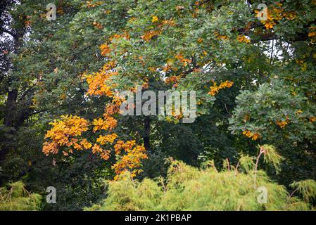 Eiche mit braunen Blättern bei Sonnenuntergang im Herbst. Stockfoto