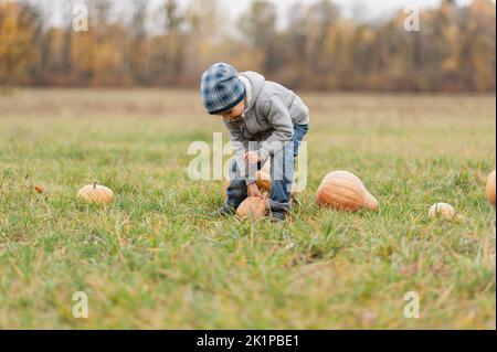 Herbsternte Bio-Kürbisse und Äpfel. Fröhlicher Junge auf Kürbispflaster am kalten Herbsttag, mit vielen Kürbissen für halloween oder Danksagekinder auf Kürbisfeld. Stockfoto