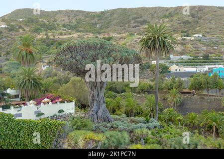 El Drago, auch bekannt als Drago Milenario und Drago de Icod de los Vinos, ist das älteste und größte lebende Exemplar von Dracaena draco, oder Drachenbaum, i Stockfoto