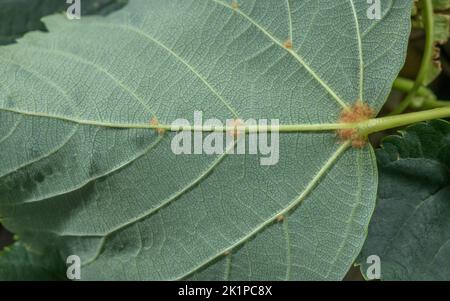 Blatt aus kleinblättriger Limette, Tilia cordata, zeigt Unterseite mit rostigen Haaren. Stockfoto