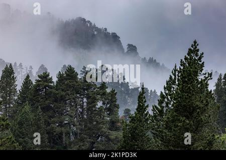 Pinien und andere Bäume im Larra Karst Massiv, Reserva Natural de Larra, direkt unterhalb des Col de la Pierre Saint-Martin in den spanischen Pyrenäen. Stockfoto