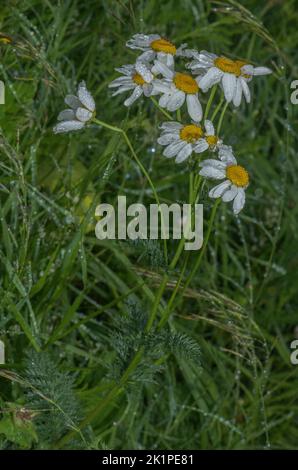 Die skentlose Fegefeude, Tanacetum corymbosum, blüht im Berggrasland. Stockfoto