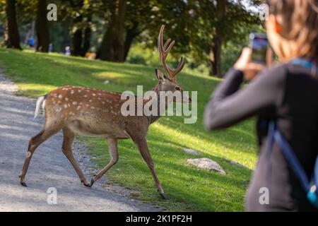 Weibliche Touristin fotografiert am Telefon sika-Hirsche, die vor ihr laufen Stockfoto