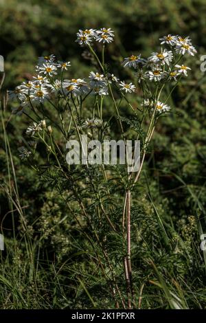 Die skentlose Fegefeude, Tanacetum corymbosum, blüht im Berggrasland. Stockfoto