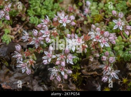 Englischer Steinkraupe, Sedum anglicum, blühend auf felsigem Hang. Stockfoto