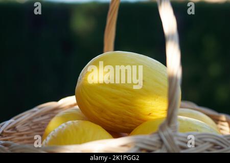 Gelbe kleine Melonen in einem Korb Stockfoto