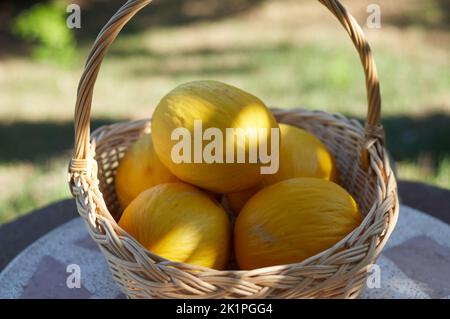 Gelbe kleine Melonen in einem Korb Stockfoto