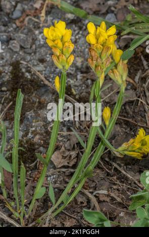 Geflügelter Besen, Genista sagittalis (früher Chamaespartium sagittale) in Blüte im Grasland, Pyrenäen. Stockfoto