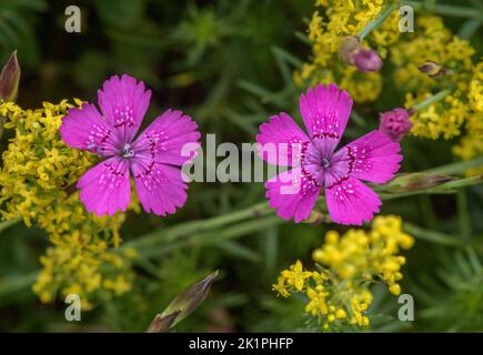 Mädchen rosa, Dianthus deltoides und Lady's Bettstroh, Galium verum, in Blume, in alten sauren Grasland. Stockfoto