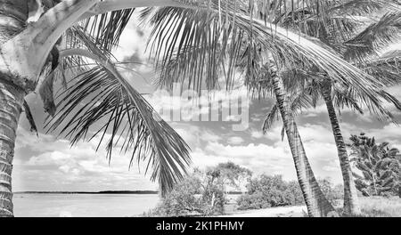 Schwarz-Weiß tropische Landschaft mit Kokospalmen entlang der Küste einer Bucht. Stockfoto