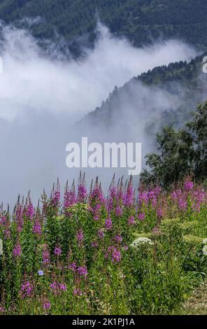 Rosenbucht-Weidenkraut und andere Alpenblumen am Col de Puymorens, in den östlichen Pyrenäen bei Andorra. Stockfoto