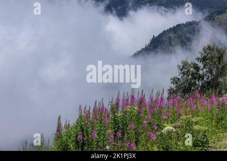 Rosenbucht-Weidenkraut und andere Alpenblumen am Col de Puymorens, in den östlichen Pyrenäen bei Andorra. Stockfoto