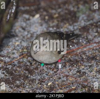 Gran Canaria blauer Buchfink Fringilla polatzeki. Junge Frau, die auf dem von Hagel bedeckten Waldboden isst. Tejeda. Gran Canaria. Kanarische Inseln. Spanien. Stockfoto