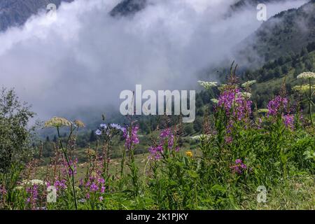 Rosebay Willowherband Hairless Blue-sowthistle, Cicerbita plumieri, am Col de Puymorens, in den östlichen Pyrenäen bei Andorra. Stockfoto