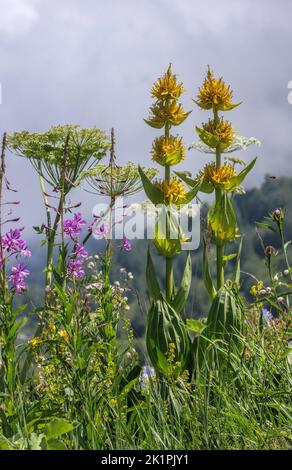 Großer gelber Enzian, Gentiana lutea, Rosebay Willow-Kraut etc. Auf dem Col de Puymorens, in den östlichen Pyrenäen bei Andorra, mit Nebel dahinter. Frankreich. Stockfoto