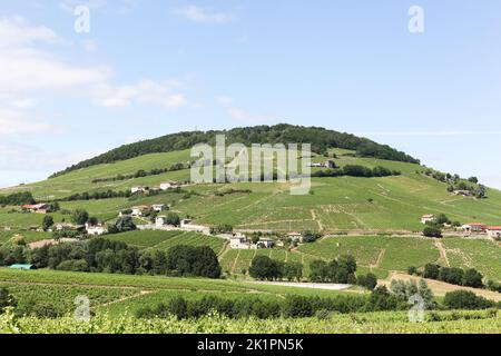 Blick auf den Mont Brouilly und die Weinberge in Beaujolais, Frankreich Stockfoto