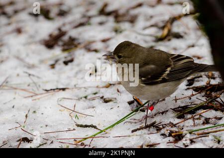 Gran Canaria blauer Buchfink Fringilla polatzeki. Junge Frau, die auf dem vom Hagel bedeckten Boden isst. Tejeda. Gran Canaria. Kanarische Inseln. Spanien. Stockfoto