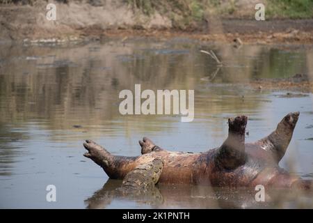 Ein Krokodil, das seinen Kopf auf einem toten Hypo im Serengeti-Nationalpark in Tansania ruht Stockfoto