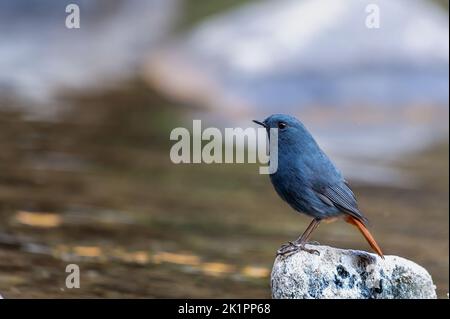 Eine Nahaufnahme eines plumbeous Wasser Rottanz auf einem Stein mit verschwommenem Hintergrund thront Stockfoto