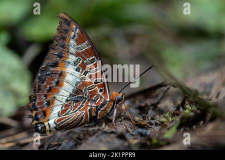 Zweischwanziger Pascha-Schmetterling - Charaxes jasius, ein wunderschöner, farbiger Schmetterling aus afrikanischen Wiesen und Gärten, Uganda. Stockfoto