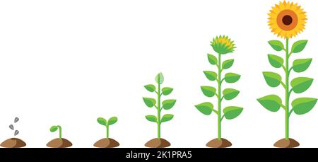 Isolierte Vektorgrafik Illustration einer stilisierten Sonnenblume, die aus Samen aufwächst und dann blüht, einschließlich einer Reihe verschiedener Wachstumsstufen Stock Vektor