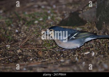 Gemeiner Buchfink Fringilla coelebs canariensis. Männchen auf der Suche nach Nahrung auf dem Waldboden. Tejeda. Gran Canaria. Kanarische Inseln. Spanien. Stockfoto