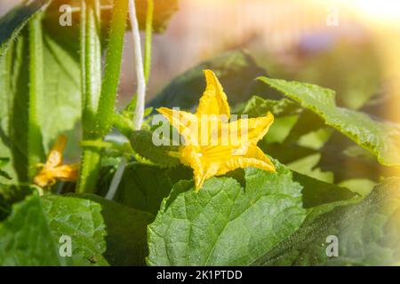 Blüte und Frucht von Gurken. Grüne Gurken. Gelbe Blume am Ast. Stockfoto