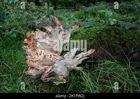 Giant Polypore, Meriplus giganteus Norfolk, Oktober Stockfoto