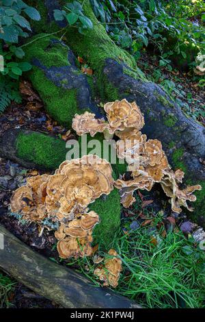 Giant Polypore, Meriplus giganteus Norfolk, Oktober Stockfoto