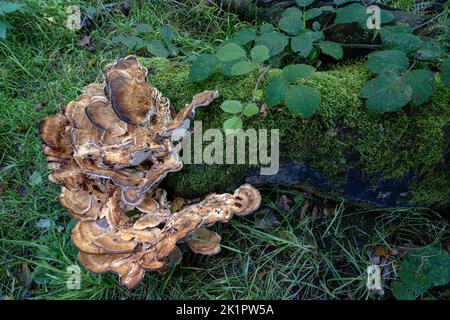 Giant Polypore, Meriplus giganteus Norfolk, Oktober Stockfoto