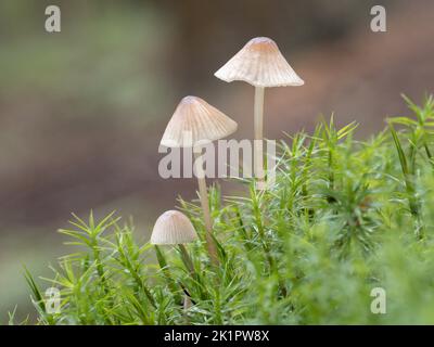 Schnappbonett, Mycena vitilis Norfolk, Oktober Stockfoto