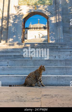 Eine streunende Katze, die auf der Treppe einer Moschee in Istanbul sitzt. Türkische Kultur Hintergrund Foto. Katzen aus Istanbul. Istanbul Türkei - 9.8.2022 Stockfoto