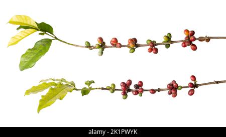 Nahaufnahme der Kaffeepflanze mit Bohnen, kaffeeanbau arabica, reifen und unreifen Bohnen oder Kirschen in Baumzweig isoliert auf weißem Hintergrund Stockfoto