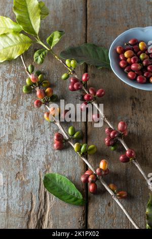 Geerntete rote Kaffeebohnen aus Baumzweig, Kaffee arabica, reife und unreife Bohnen oder Kirschen in Baumzweig, auf Holztischplatte gelegt Stockfoto