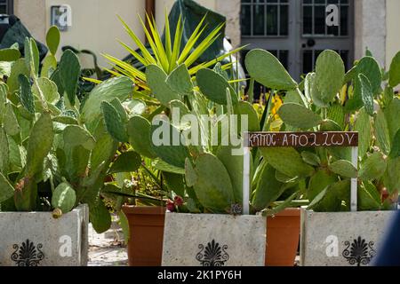 Ein Haufen Kakteen (Opuntia humifusa) in Betontöpfen auf der Straße Übersetzung: Garten des apollo Stockfoto